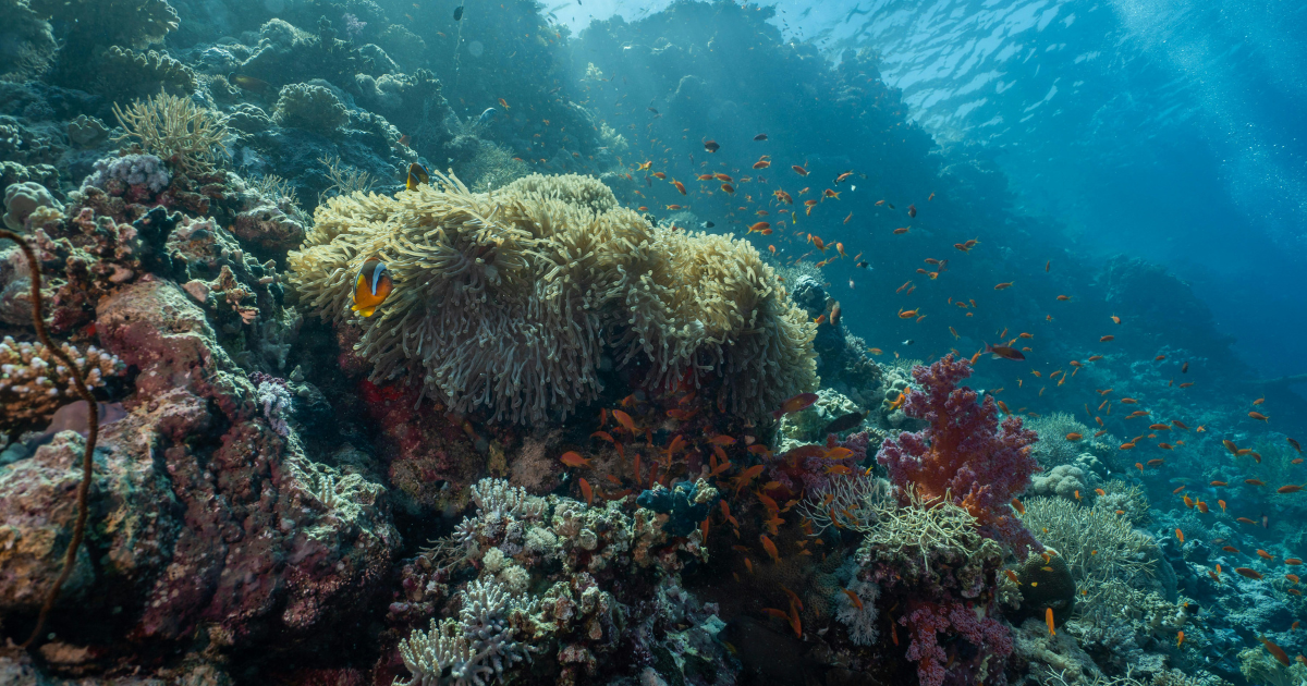 🇪🇬 برنامج سياحي إلى دهب – 5 أيام / 4 ليالي